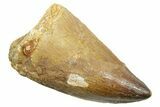 Fossil Mosasaur (Thalassotitan) Tooth - Morocco #364042-1